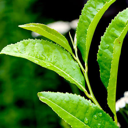 Tea Plant Seeds – Evergreen Herbal Garden Plant for Home Growing