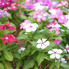 Linda Flower seeds for Planting Sun Loving Heirloom & GMO Free Seeds for Home Garden