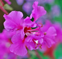 Purple Elegant Clarkia Seeds for Planting  Vibrant Annual Flower Blooms