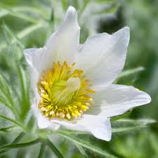 White Pasque Flower for Planting  Seeds for Elegant White Blossoms and Lush Garden Growth