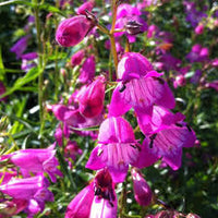 Purple Mexicali Sunburst Penstemon Seeds - Perfect for Planting