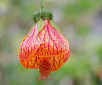 Abutilon Flower seeds for Planting - Shade Tolerant, Heirloom & GMO Free Seeds for Home Garden