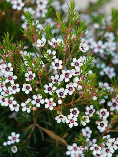 Ornamental wax flowers adding color to a garden border.