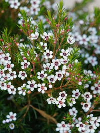 Ornamental wax flowers adding color to a garden border.