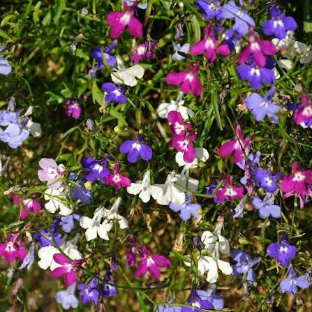 Mixed-color trailing lobelia flowers creating a vibrant garden display.