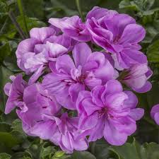 Purple Geranium Pelargonium Flower Seeds for Planting Vibrant Colors Heirloom & GMO Free Seeds for Home Garden
 
 Sale