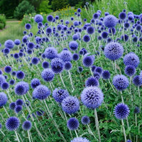 Globe-shaped blue thistle flowers on tall stems in a landscape garden.