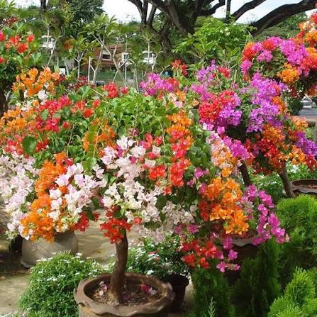 Vibrant Bougainvillea climbing vine growing along a fence in a sunny garden.
