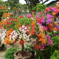Vibrant Bougainvillea climbing vine growing along a fence in a sunny garden.
