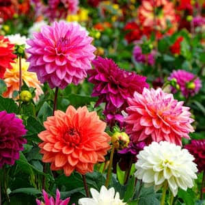 Mixed Dahlia flowers with varied colors and forms