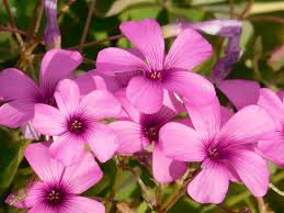 Pink Carpet Oxalis Flower seeds for Planting - Garden Favorite, Heirloom & GMO Free Seeds for Home Garden