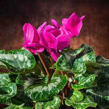 Dark Pink Cyclamen Flower seeds for Planting - Garden Favorite, Heirloom & GMO Free Seeds for Home Garden