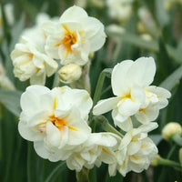 Daffodil flowers arranged for a seasonal floral display