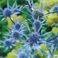 Sea Blue Holly Flower seeds for Planting - Seasonal Bloomer, Heirloom & GMO Free Seeds for Home Garden