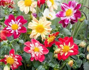 Dwarf Dahlia flowers growing in decorative outdoor containers.

