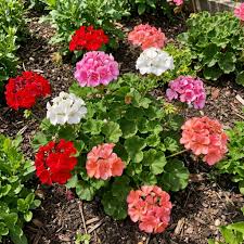 Mixed Geranium Flower seeds for Planting - Premium Quality, Heirloom & GMO Free Seeds for Home Garden