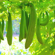 Luffa Vegetable Seeds for Planting