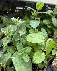 Mojito Mint Herb Seeds | Fragrant Perennial Variety for Home Herb Gardens