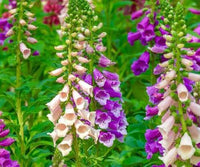 Mixed purple and white Digitalis flowers growing in a cottage garden.

