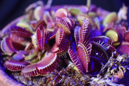 Healthy Purple Venus Flytrap plant in a container with vivid purple foliage and traps.