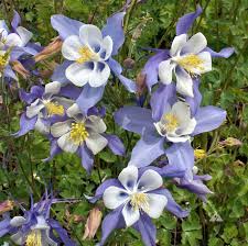 Columbine Flower seeds for Planting Sun Loving Heirloom & GMO Free Seeds for Home Garden
