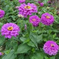 Deep Purple Zinnia Flower seeds for Planting - Compact Growth, Heirloom & GMO Free Seeds for Home Garden
 
 Sale