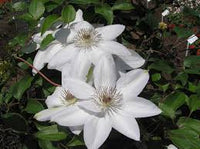 White Clematis Flower seeds for Planting - Compact Growth, Heirloom & GMO Free Seeds for Home Garden