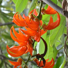 Light Orange Strongylodon Macrobotrys Seeds Flower seeds for Planting Vibrant Growth Heirloom & GMO Free Seeds For Home Garden 
 
 Sale