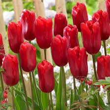 Red Tulip Flower Seeds for Planting Sun Loving Heirloom & GMO Free Seeds for Home Garden
 
 Sale