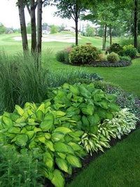 Hosta perennial plants with decorative foliage