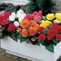 Mixed perennial Rose plants with colorful flowers
