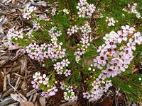 Healthy wax flower growing in a decorative container with vibrant blossoms.