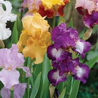 Bearded Iris flowers growing in an outdoor garden