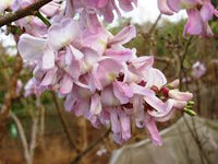 Pale Pink Gliricidia Sepium Flower seeds for Planting - Bright Blooms, Heirloom & GMO Free Seeds for Home Garden