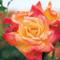 Light Pink & Yellow Rose Seeds for Planting – Heirloom NONGMO Flower Seeds – Easy to Grow Garden Roses 
 
 Sale