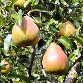 Mixed Pear Fruit Seeds – Orchard Tree for Home Gardens & Outdoor Planting