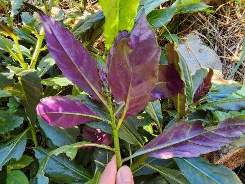 Gynura bicolor growing in a home vegetable garden