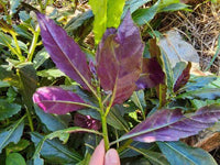 Gynura bicolor growing in a home vegetable garden