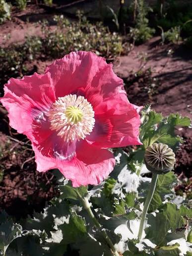 Giganteum poppy flowers blooming in a sunny ornamental garden.