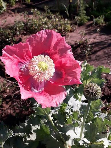 Giganteum poppy flowers blooming in a sunny ornamental garden.