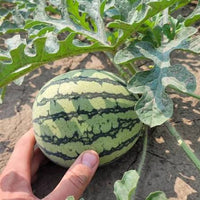 Yellow Doll Watermelon Seeds – Sweet Yellow-Fleshed Watermelon for Garden Growing