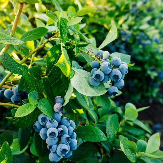 Blueberry plant growing in a home garden