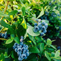 Blueberry plant growing in a home garden