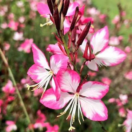 Gaura ornamental plant with graceful stems and soft colored blooms.