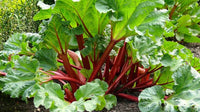 Rhubarb plants thriving in a raised outdoor garden bed.

