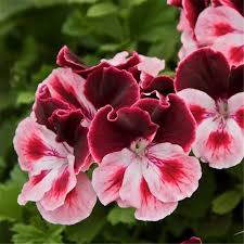 Violet Brown Geranium Flower Seeds for Planting Premium Quality Heirloom & GMO Free Seeds for Home Garden
 
 Sale