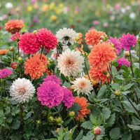 Vibrant dahlia blooms adding seasonal color to an outdoor landscape.