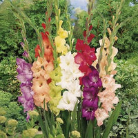 Mixed Gladiolus Bulbs for Garden Beds, Borders, Containers & Outdoor Landscapes