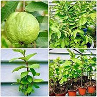 Tropical Guava plant growing in an outdoor landscape garden.

