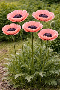 Oriental Poppy 'Victoria Louise' blooming in a sunny garden border.
